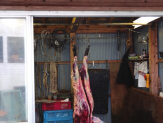 Agriculteurs à Yokone (Chiba) - Gibier chassé dans un garage